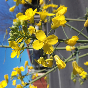 Photographie n°2464512 du taxon Brassica rapa L. [1753]