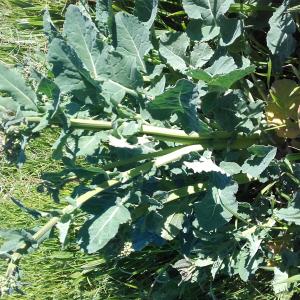 Photographie n°2464515 du taxon Brassica rapa L. [1753]