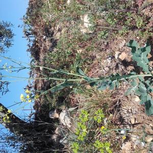 Photographie n°2464518 du taxon Brassica rapa L. [1753]