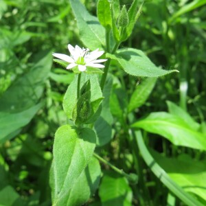 Photographie n°2464523 du taxon Stellaria aquatica (L.) Scop. [1771]