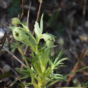 Photographie n°2464556 du taxon Helleborus foetidus L.