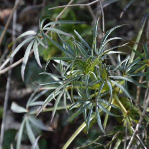 Photographie n°2464557 du taxon Helleborus foetidus L.