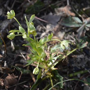 Photographie n°2464558 du taxon Helleborus foetidus L.