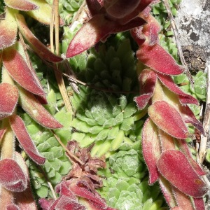 Photographie n°2464582 du taxon Sempervivum montanum L. [1753]