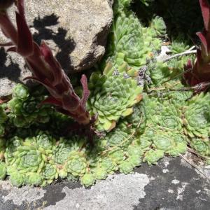 Photographie n°2464584 du taxon Sempervivum montanum L. [1753]