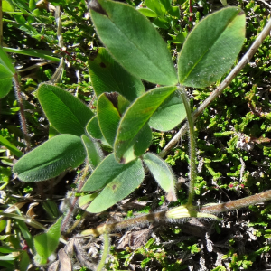 Photographie n°2464596 du taxon Trifolium ochroleucon Huds.
