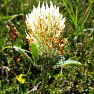 Photographie n°2464599 du taxon Trifolium ochroleucon Huds.