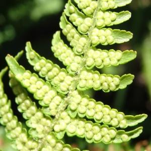 Photographie n°2464605 du taxon Dryopteris oreades Fomin [1911]