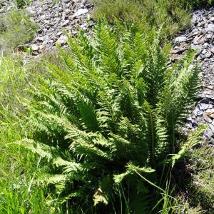 Photographie n°2464607 du taxon Dryopteris oreades Fomin [1911]