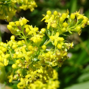 Photographie n°2464608 du taxon Galium verum L.