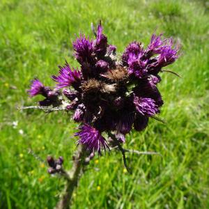 Photographie n°2464616 du taxon Cirsium palustre (L.) Scop. [1772]