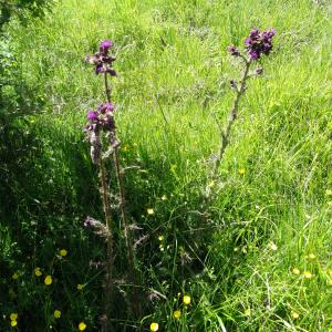 Photographie n°2464617 du taxon Cirsium palustre (L.) Scop. [1772]