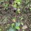  Liliane Roubaudi - Ophrys L.