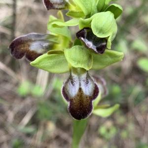  - Ophrys L.