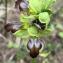  Liliane Roubaudi - Ophrys L.