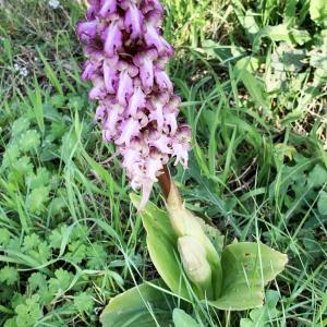 Photographie n°2464748 du taxon Himantoglossum robertianum (Loisel.) P.Delforge [1999]