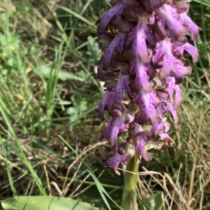 Photographie n°2464751 du taxon Himantoglossum robertianum (Loisel.) P.Delforge [1999]