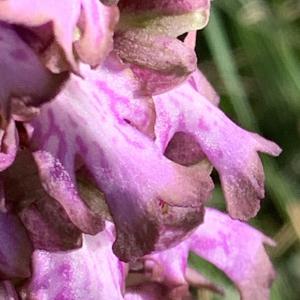 Photographie n°2464752 du taxon Himantoglossum robertianum (Loisel.) P.Delforge [1999]