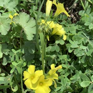 Photographie n°2464753 du taxon Oxalis pes-caprae L. [1753]