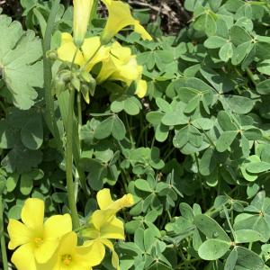 Photographie n°2464754 du taxon Oxalis pes-caprae L. [1753]