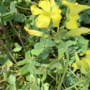 Photographie n°2464756 du taxon Oxalis pes-caprae L. [1753]