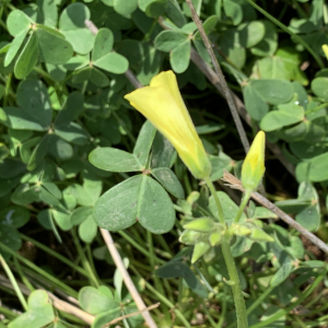 Photographie n°2464757 du taxon Oxalis pes-caprae L. [1753]