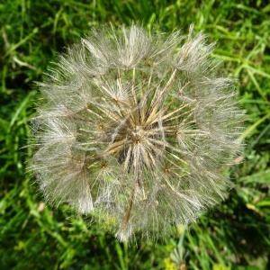 Photographie n°2464796 du taxon Tragopogon pratensis L. [1753]