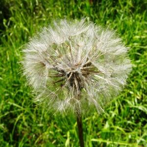 Photographie n°2464797 du taxon Tragopogon pratensis L. [1753]