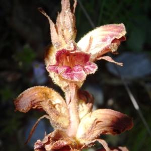 Photographie n°2464827 du taxon Orobanche gracilis Sm. [1798]