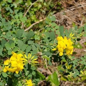 Photographie n°2464897 du taxon Coronilla glauca L. [1755]