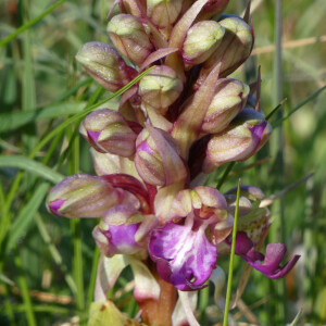 Photographie n°2464921 du taxon Himantoglossum robertianum (Loisel.) P.Delforge