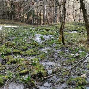 Photographie n°2464928 du taxon Leucojum vernum L.