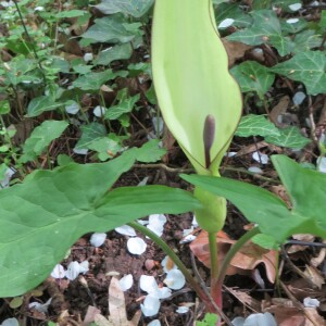 Photographie n°2464948 du taxon Arum maculatum L.