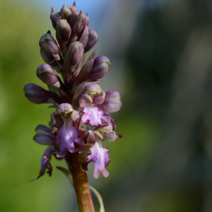Photographie n°2464979 du taxon Himantoglossum robertianum (Loisel.) P.Delforge