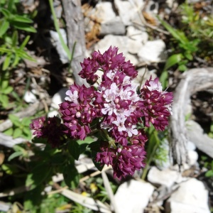 Photographie n°2465032 du taxon Origanum vulgare L.