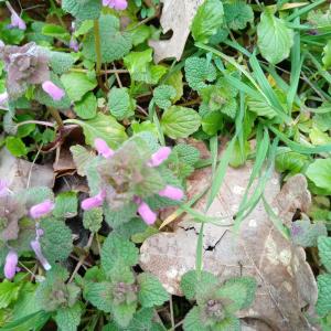 Photographie n°2465036 du taxon Lamium purpureum L. [1753]