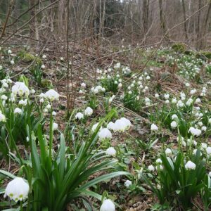 Photographie n°2465058 du taxon Leucojum vernum L. [1753]