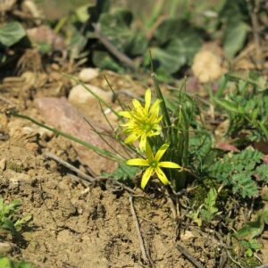 Photographie n°2465062 du taxon Gagea villosa (M.Bieb.) Sweet [1826]