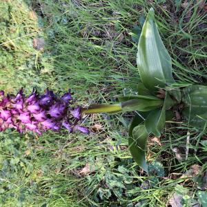 Photographie n°2465104 du taxon Himantoglossum robertianum (Loisel.) P.Delforge