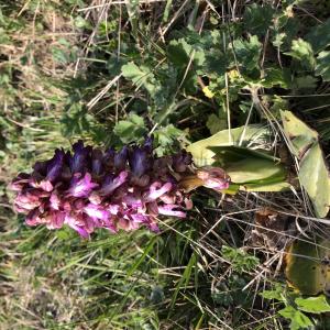 Photographie n°2465105 du taxon Himantoglossum robertianum (Loisel.) P.Delforge