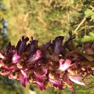 Photographie n°2465106 du taxon Himantoglossum robertianum (Loisel.) P.Delforge