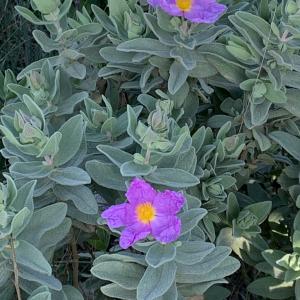 Photographie n°2465108 du taxon Cistus albidus L. [1753]