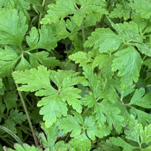 Photographie n°2465111 du taxon Geranium robertianum L.