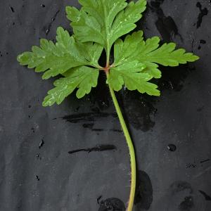 Photographie n°2465115 du taxon Geranium robertianum L.