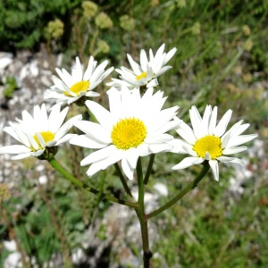 Photographie n°2465199 du taxon Tanacetum corymbosum (L.) Sch.Bip. [1844]