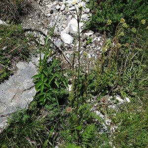 Photographie n°2465202 du taxon Tanacetum corymbosum (L.) Sch.Bip. [1844]