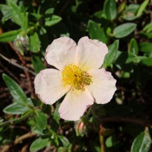 Photographie n°2465211 du taxon Helianthemum nummularium var. roseum (Willk.) G.López [1992]