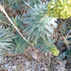 Photographie n°2465247 du taxon Euphorbia characias L. [1753]