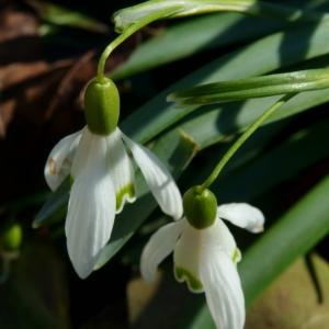 Photographie n°2465281 du taxon Galanthus nivalis L. [1753]