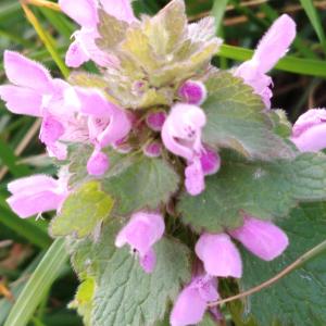 Photographie n°2465293 du taxon Lamium purpureum L.